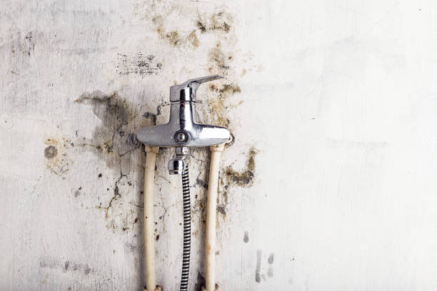 Best Toxic Mold Removal  in Wyong, MI