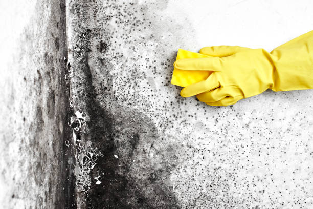 Best Commercial Mold Removal  in Wyong, MI