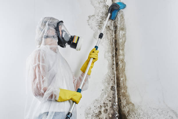 Best Black Mold Removal  in Wyong, MI