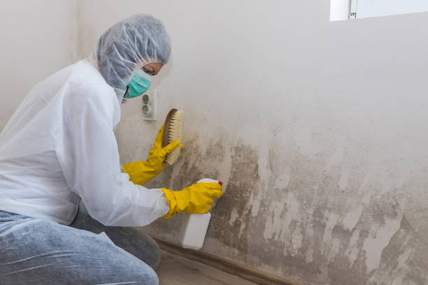 Best Mold Testing  in Wyong, MI