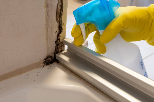 Best Emergency Mold Removal  in Wyong, MI