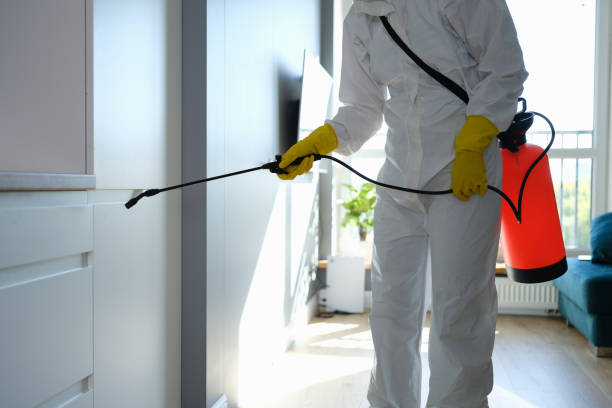 Best Local Mold Removal Service  in Wyong, MI