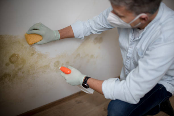 Best Black Mold Removal  in Wyong, MI