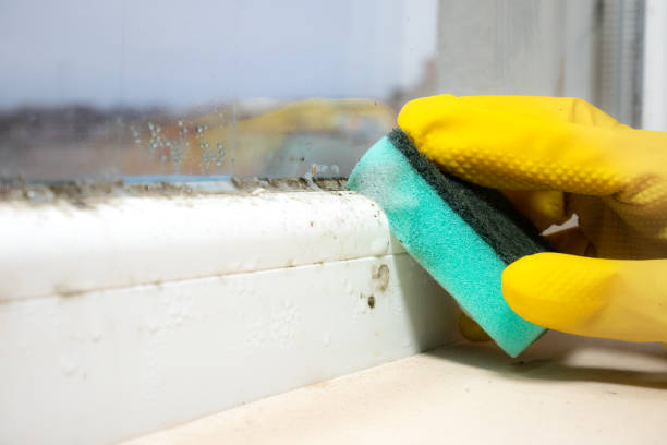 Best Office Mold Removal Services  in Wyong, MI