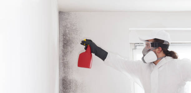 Best Mold Removal Company Near Me  in Wyong, MI