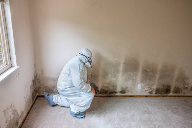 Best Attic Mold Removal  in Wyong, MI