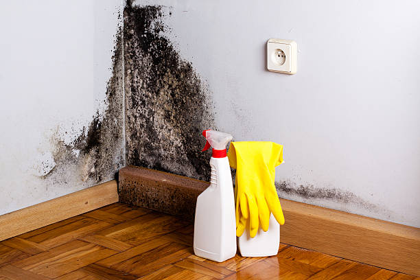 Mold Removal and Inspection in Wyoming, MI