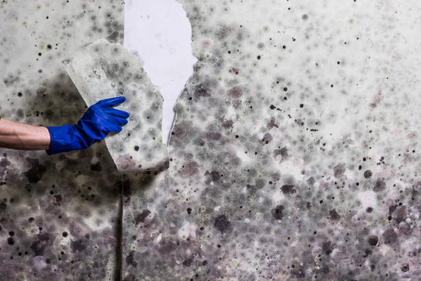 Best Toxic Mold Removal  in Wyong, MI